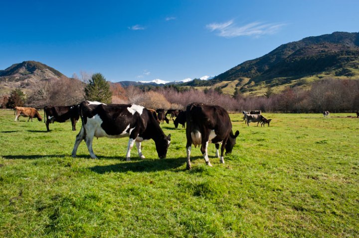 Happy cows at Wanagpeka Family Dairy. Copyright Wanagpeka. http://wangapeka.com/